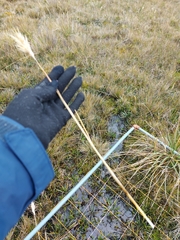 Cortaderia sericantha