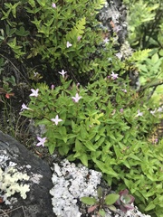 Houstonia montana