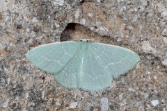 Xenochlorodes olympiaria