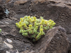 Sedum brissemoretii