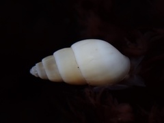 Odostomia nota