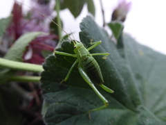 Leptophyes punctatissima