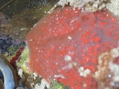 Mycale microsigmatosa
