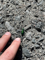 Cicindela denikei