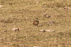 Oreopholus ruficollis