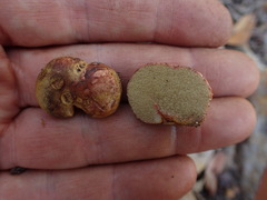 Rhizopogon pseudoroseolus