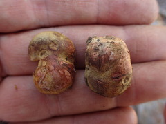 Rhizopogon pseudoroseolus