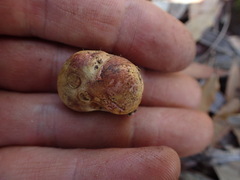 Rhizopogon pseudoroseolus