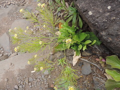 Sinapidendron gymnocalyx