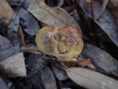Rhizopogon pseudoroseolus