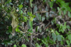 Catasticta flisa flisa