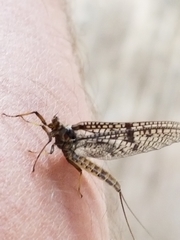 Ephemera vulgata