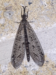 Brachynemurus nebulosus
