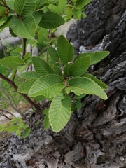 Nothofagus alpina