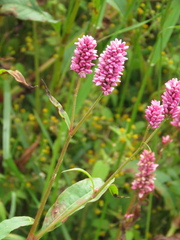 Persicaria segetum