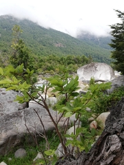 Nothofagus alpina