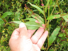 Persicaria segetum