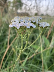 Achillea millefolium