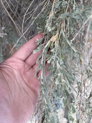 Artemisia tridentata tridentata
