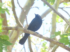 Euphagus cyanocephalus