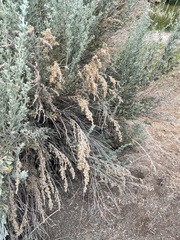Artemisia tridentata tridentata