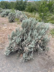 Artemisia tridentata tridentata