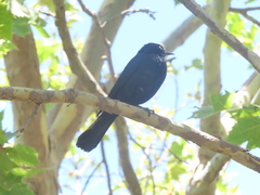 Euphagus cyanocephalus