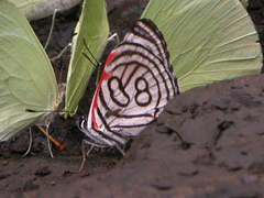 Diaethria candrena
