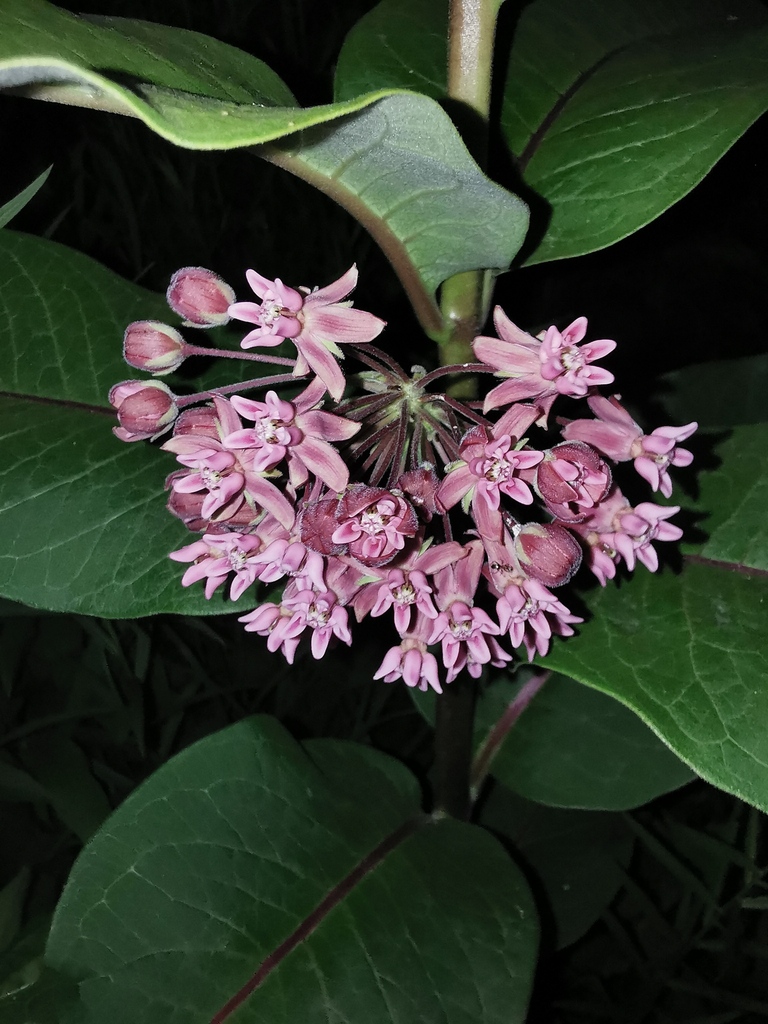 common milkweed from 650 Armour Rd, Peterborough, ON K9H 1Z4, Canada on ...