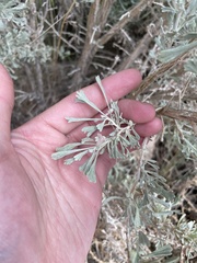 Artemisia tridentata tridentata
