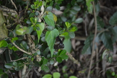 Catasticta flisa flisa