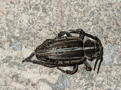 Dorcadion arenarium