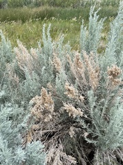 Artemisia tridentata tridentata