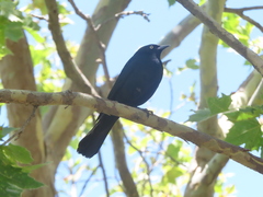 Euphagus cyanocephalus