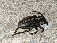 Dorcadion arenarium