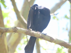 Euphagus cyanocephalus