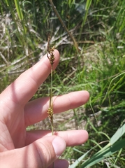 Carex hostiana