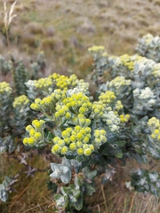 Monticalia andicola