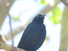 Euphagus cyanocephalus