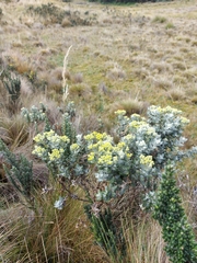 Monticalia andicola