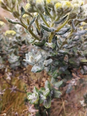 Monticalia andicola