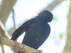 Euphagus cyanocephalus