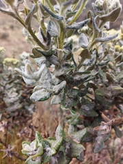 Monticalia andicola