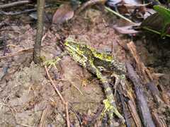 Atelopus laetissimus