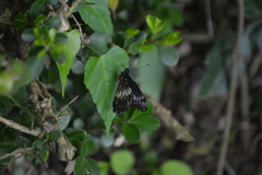 Catasticta flisa flisa