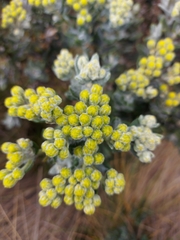 Monticalia andicola