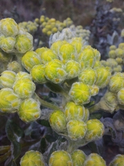 Monticalia andicola