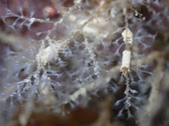 Nemalecium lighti