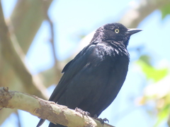 Euphagus cyanocephalus