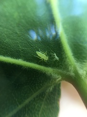 Aphididae